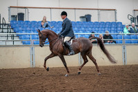 2019 Morgan Horse Show - Aug 30, 2019 - 17254