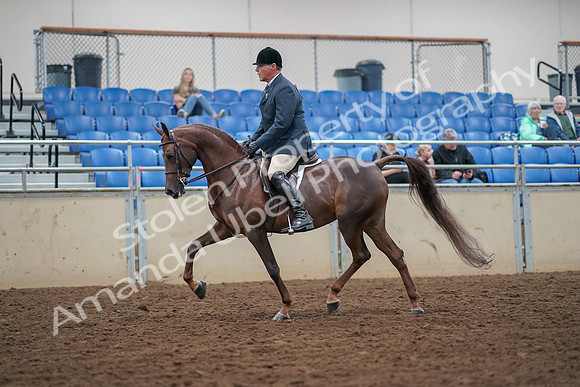 2019 Morgan Horse Show - Aug 30, 2019 - 17254