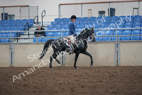 2019 Morgan Horse Show - Aug 31, 2019 - 16713