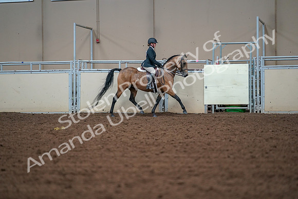 2019 Morgan Horse Show - Aug 30, 2019 - 20786