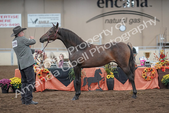 2019 Morgan Horse Show - Aug 31, 2019 - 02900