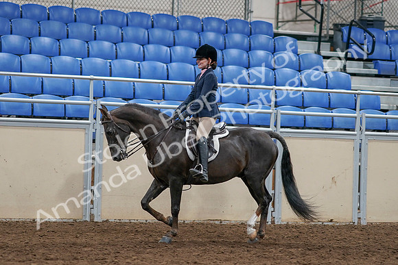 2020 - AB Morgan Horse - Sun, Sept 06 - 07961