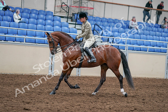 2020 - AB Morgan Horse - Sat, Sept 05 - 14370