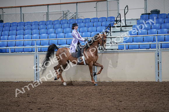 2020 - AB Morgan Horse - Fri, Sept 04 - 05077