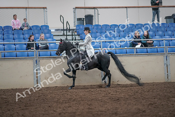 2019 Morgan Horse Show - Aug 31, 2019 - 09237
