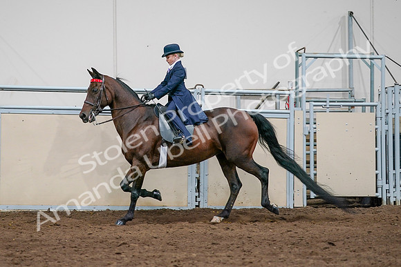 2020 - AB Morgan Horse - Sat, Sept 05 - 04930