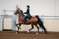 2020 - AB Morgan Horse - Sat, Sept 05 - 06702