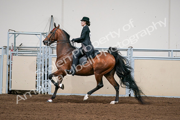 2020 - AB Morgan Horse - Sat, Sept 05 - 06702