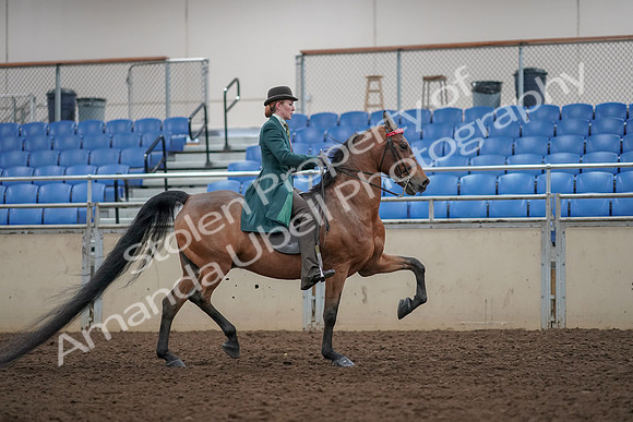 2019 Morgan Horse Show - Aug 30, 2019 - 28256