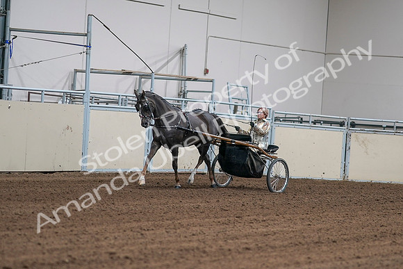 2020 - AB Morgan Horse - Sat, Sept 05 - 05861
