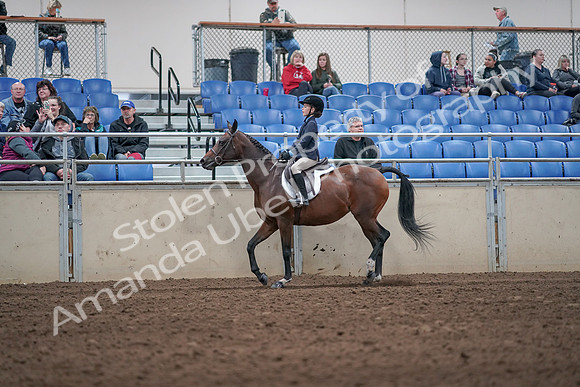 2019 Morgan Horse Show - Aug 31, 2019 - 19546