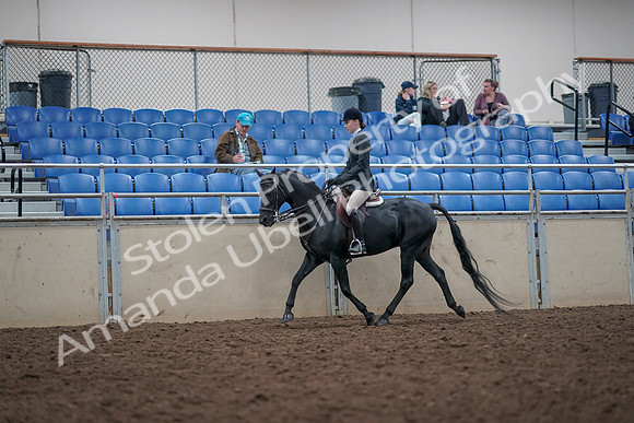2019 Morgan Horse Show - Aug 31, 2019 - 14854