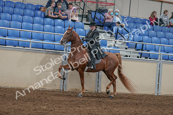 2020 - AB Morgan Horse - Fri, Sept 04 - 11440
