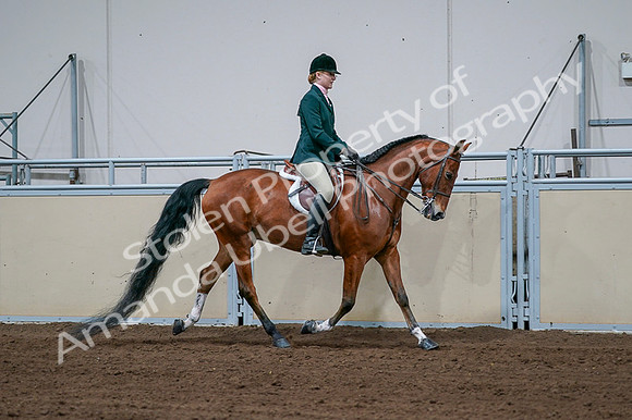 2020 - AB Morgan Horse - Fri, Sept 04 - 01738