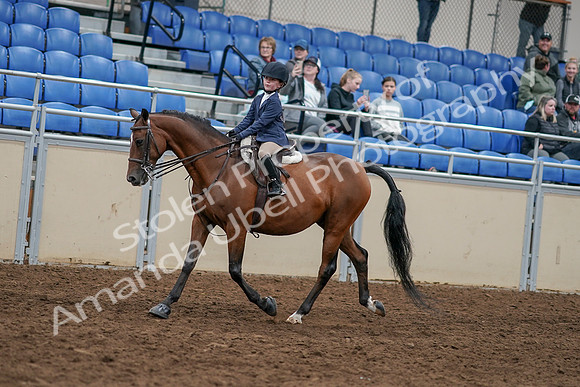 2020 - AB Morgan Horse - Sun, Sept 06 - 07898