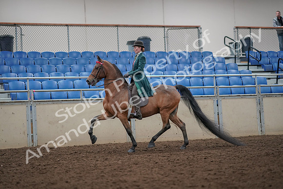 2019 Morgan Horse Show - Aug 30, 2019 - 27877