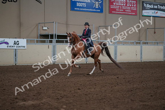 2019 Morgan Horse Show - Sept 01, 2019 - 12108