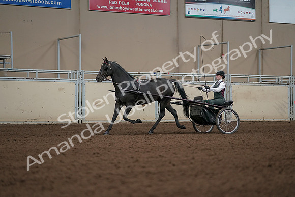 2019 Morgan Horse Show - Aug 31, 2019 - 04686