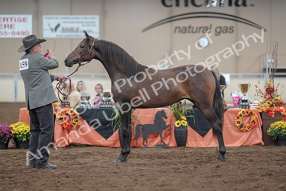 2019 Morgan Horse Show - Aug 31, 2019 - 02896