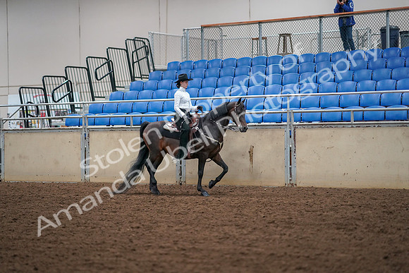 2019 Morgan Horse Show - Aug 30, 2019 - 17086
