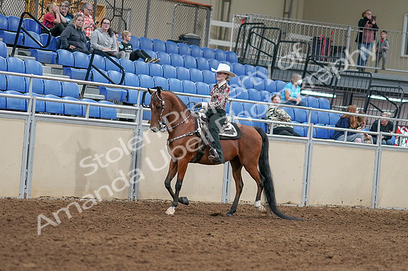 2020 - AB Morgan Horse - Fri, Sept 04 - 08296