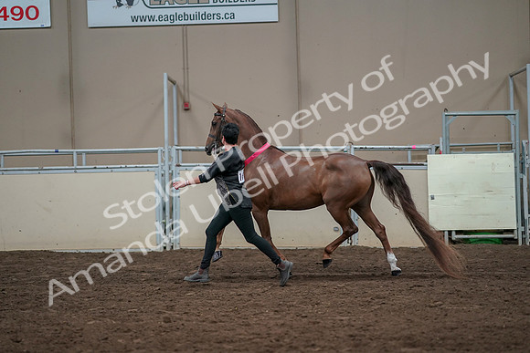 2019 Morgan Horse Show - Aug 31, 2019 - 01463