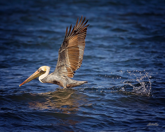 Birds - 164