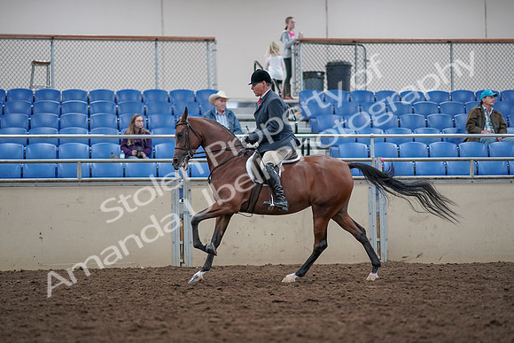 2019 Morgan Horse Show - Aug 31, 2019 - 15065