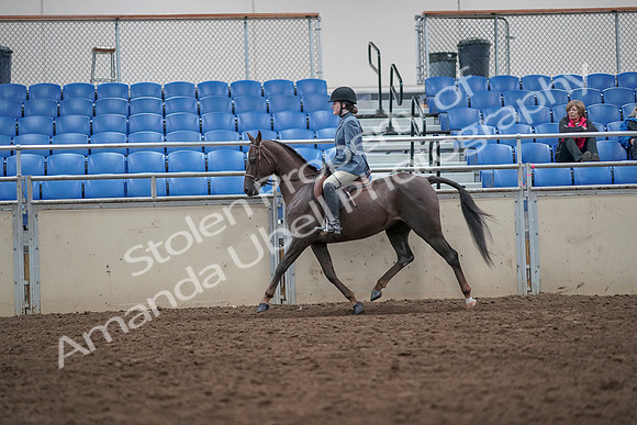 2019 Morgan Horse Show - Aug 31, 2019 - 16516