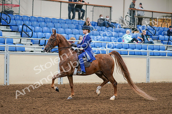 2020 - AB Morgan Horse - Fri, Sept 04 - 04879