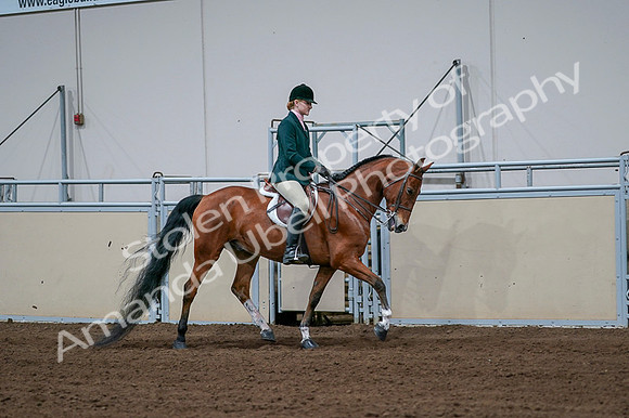 2020 - AB Morgan Horse - Fri, Sept 04 - 01732