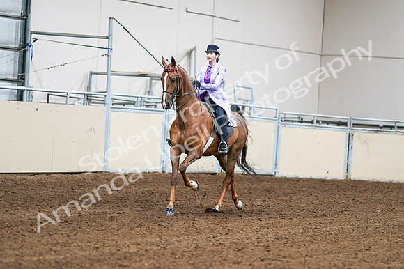 2020 - AB Morgan Horse - Fri, Sept 04 - 04989