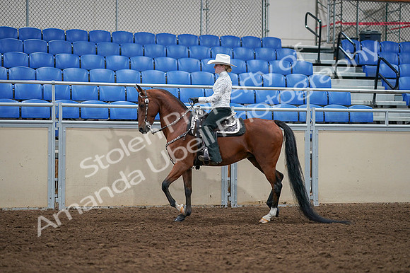2020 - AB Morgan Horse - Fri, Sept 04 - 03487