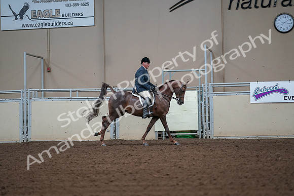 2019 Morgan Horse Show - Aug 30, 2019 - 17585