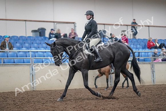 2019 Morgan Horse Show - Aug 31, 2019 - 14900