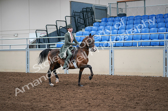 2020 - AB Morgan Horse - Fri, Sept 04 - 03419