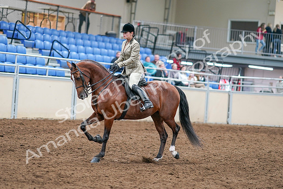 2020 - AB Morgan Horse - Sat, Sept 05 - 14354