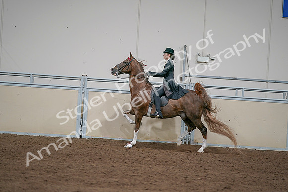 2020 - AB Morgan Horse - Fri, Sept 04 - 09754