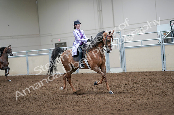 2020 - AB Morgan Horse - Fri, Sept 04 - 05162