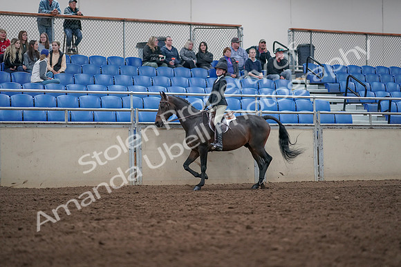 2019 Morgan Horse Show - Aug 31, 2019 - 20420