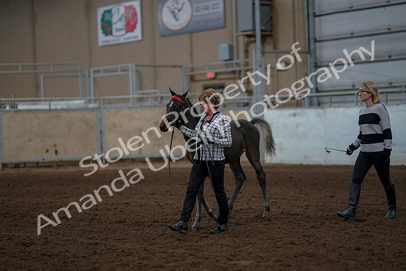 2019 Morgan Horse Show - Aug 30, 2019 - 24841