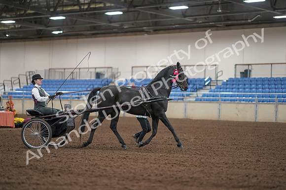 2019 Morgan Horse Show - Aug 31, 2019 - 04817