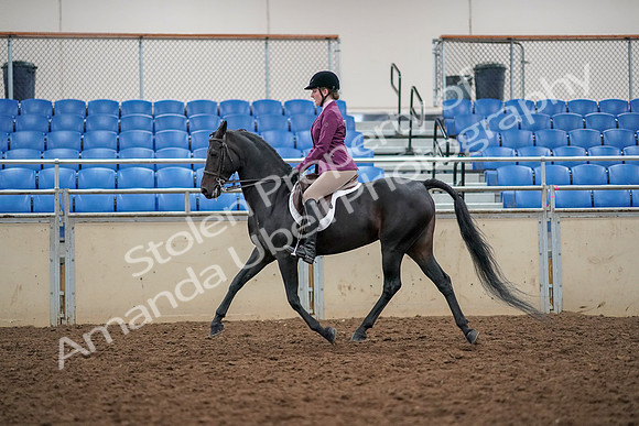 2019 Morgan Horse Show - Aug 30, 2019 - 23163