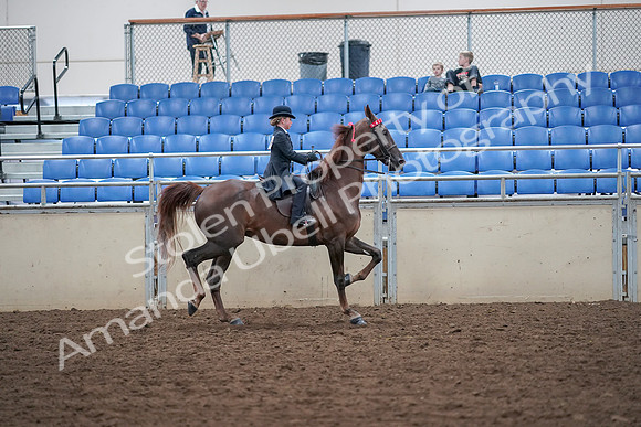 2019 Morgan Horse Show - Aug 30, 2019 - 18141