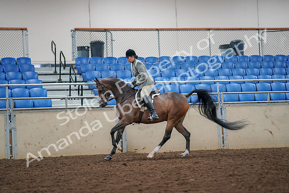 2019 Morgan Horse Show - Aug 30, 2019 - 17468