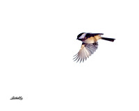 Birds - 001