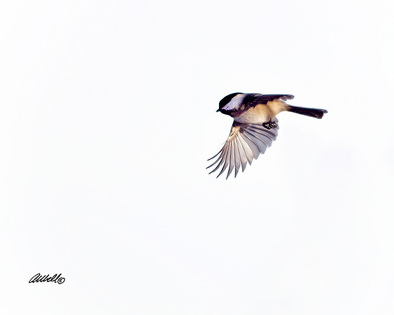 Birds - 001