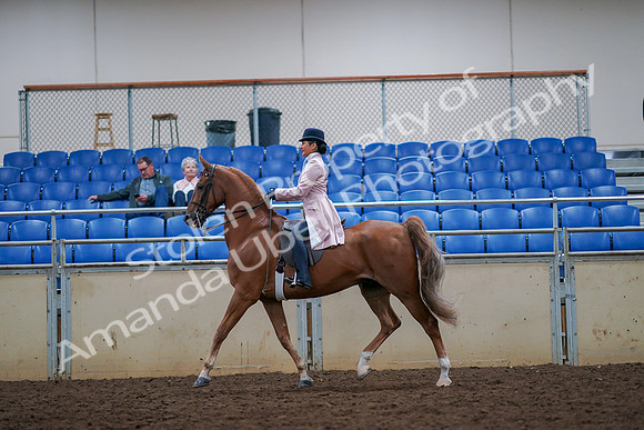 2019 Morgan Horse Show - Aug 30, 2019 - 21391