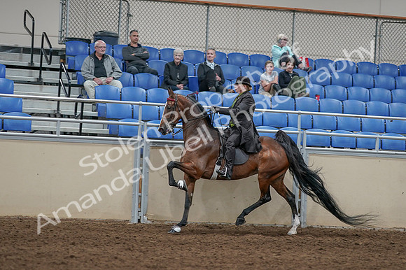 2020 - AB Morgan Horse - Fri, Sept 04 - 09767
