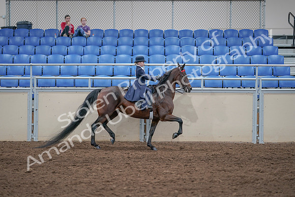 2020 - AB Morgan Horse - Sat, Sept 05 - 04897